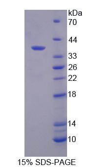 Figure 1. SDS-PAGE