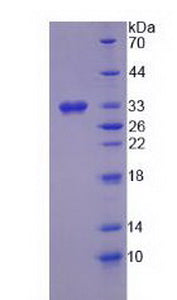 Figure 2. SDS-PAGE