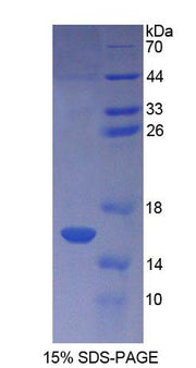 Figure 1. SDS-PAGE