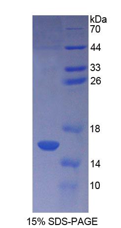 Figure 1. SDS-PAGE
