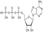 BSA Conjugated Adenosine Triphosphate (ATP), RPU51075