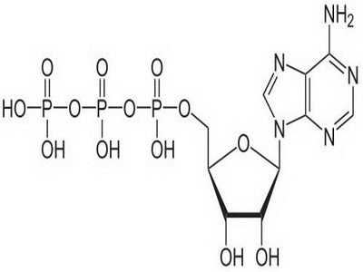 OVA Conjugated Adenosine Triphosphate (ATP), RPU51076