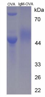OVA Conjugated Mouse Immunoglobulin M (IgM)