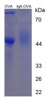 OVA Conjugated Mouse Immunoglobulin A (IgA)