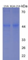 Figure 3. SDS-PAGE