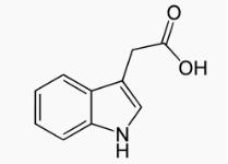 BSA Conjugated Indole 3 Acetic Acid (IAA), RPU51080