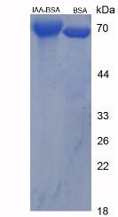 Figure 3. SDS-PAGE