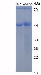 Figure 3. SDS-PAGE