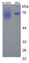 Figure 3. SDS-PAGE