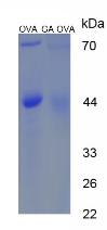 Figure 1. SDS-PAGE