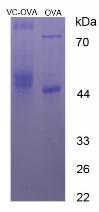 Figure 3. SDS-PAGE