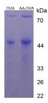 Figure 3. SDS-PAGE