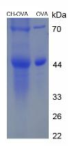 Figure 3. SDS-PAGE