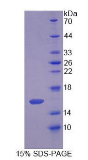 Figure 1. SDS-PAGE