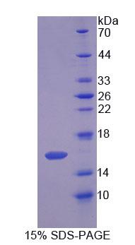Figure 1. SDS-PAGE