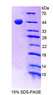 Figure 1. SDS-PAGE