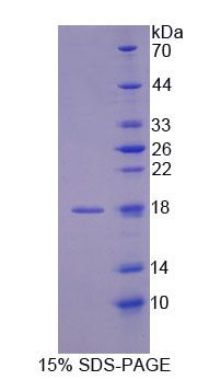 Figure 1. SDS-PAGE