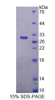 Figure 1. SDS-PAGE