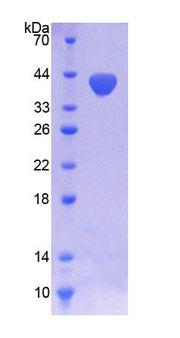 Figure 1. SDS-PAGE