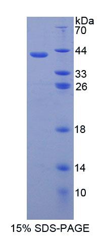 Figure 1. SDS-PAGE