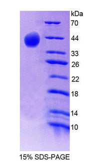 Figure 1. SDS-PAGE