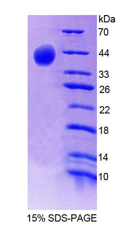 Figure 1. SDS-PAGE