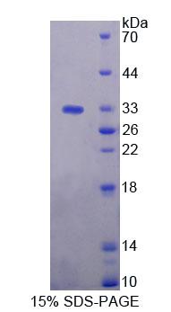 Figure 1. SDS-PAGE