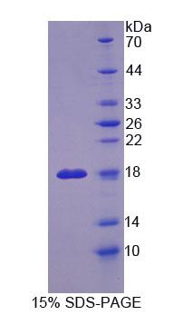 Figure 1. SDS-PAGE