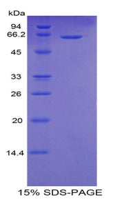 Figure 1. SDS-PAGE