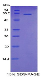 Figure 1. SDS-PAGE