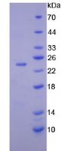 Figure 2. SDS-PAGE