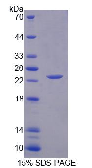 Figure 1. SDS-PAGE