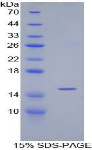 Figure 1. SDS-PAGE