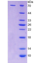 Figure 2. SDS-PAGE