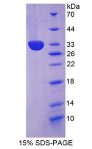 Figure 1. SDS-PAGE