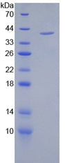 Figure 2. SDS-PAGE