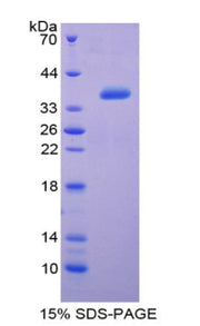 Figure 1. SDS-PAGE