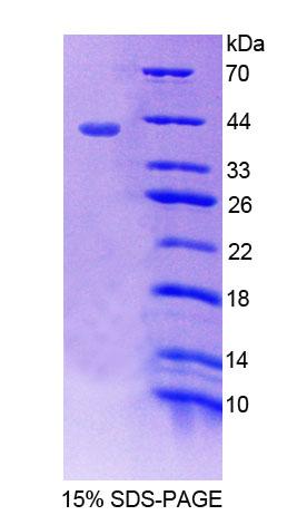 Figure 1. SDS-PAGE