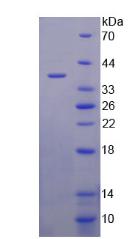 Figure 2. SDS-PAGE