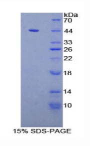 Figure 1. SDS-PAGE