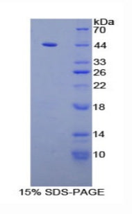 Figure 1. SDS-PAGE