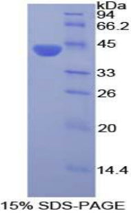 Figure 1. SDS-PAGE