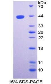 Figure 1. SDS-PAGE