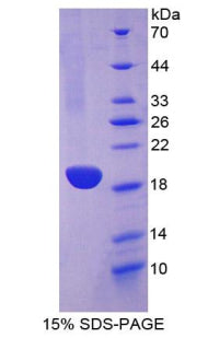 Figure 1. SDS-PAGE