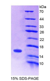 Figure 1. SDS-PAGE