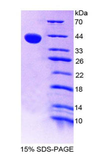 Figure 1. SDS-PAGE