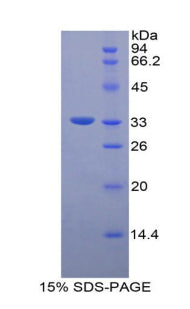 Figure 1. SDS-PAGE