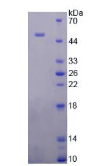 Figure 2. SDS-PAGE