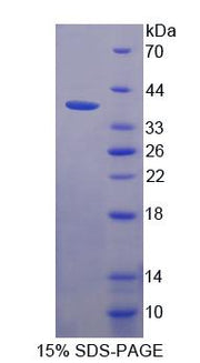Figure 1. SDS-PAGE