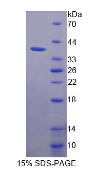 Figure 1. SDS-PAGE